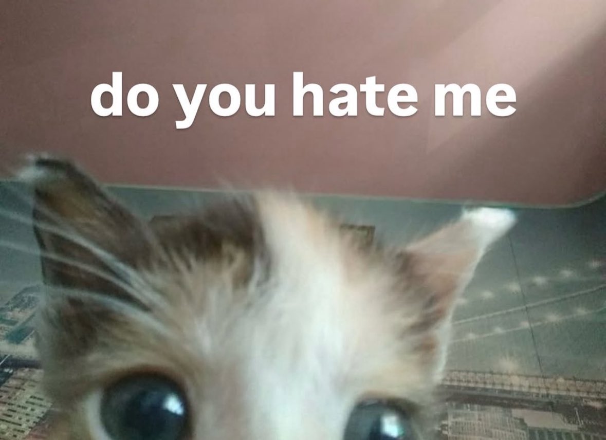 LiterallyMeCats (@literallymecats) on Twitter photo 