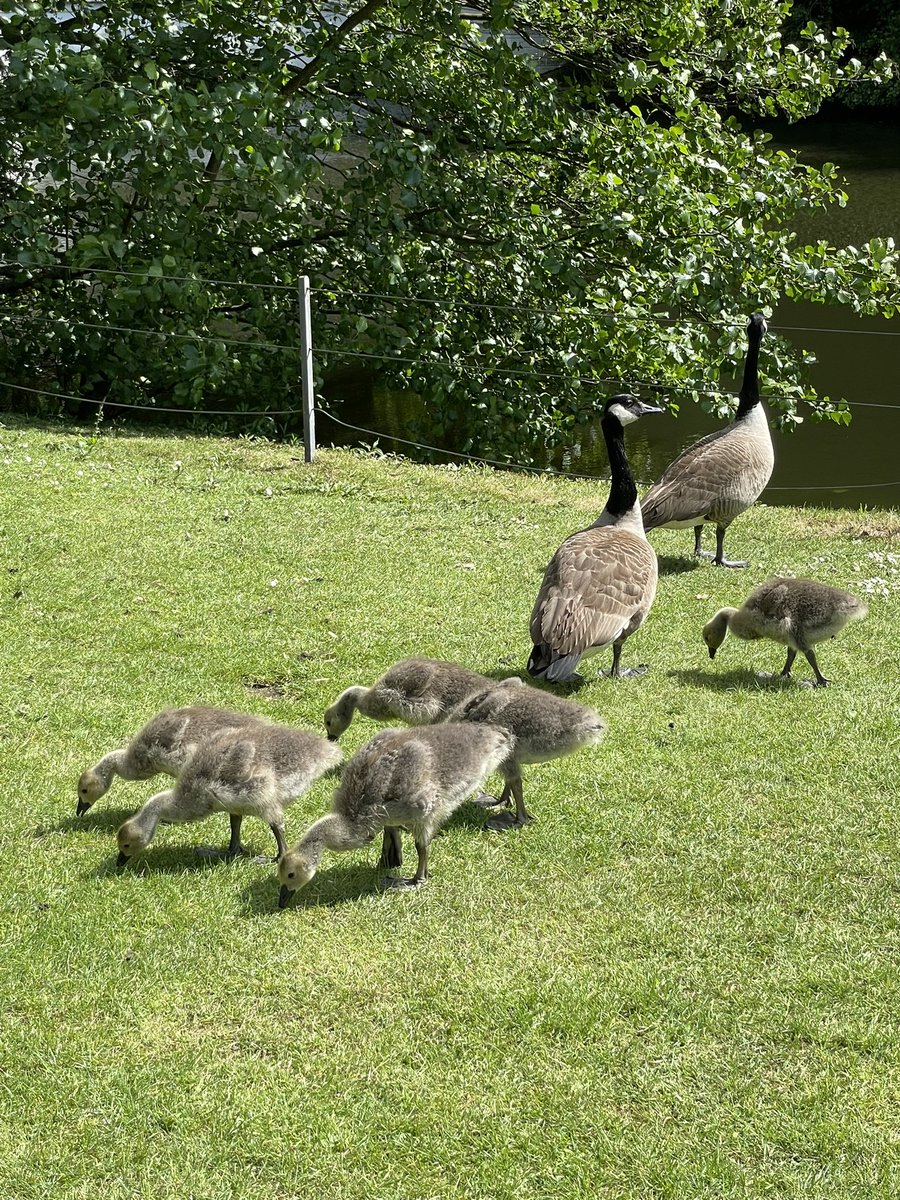 Sunday tranquility at #Kenwood gardens
