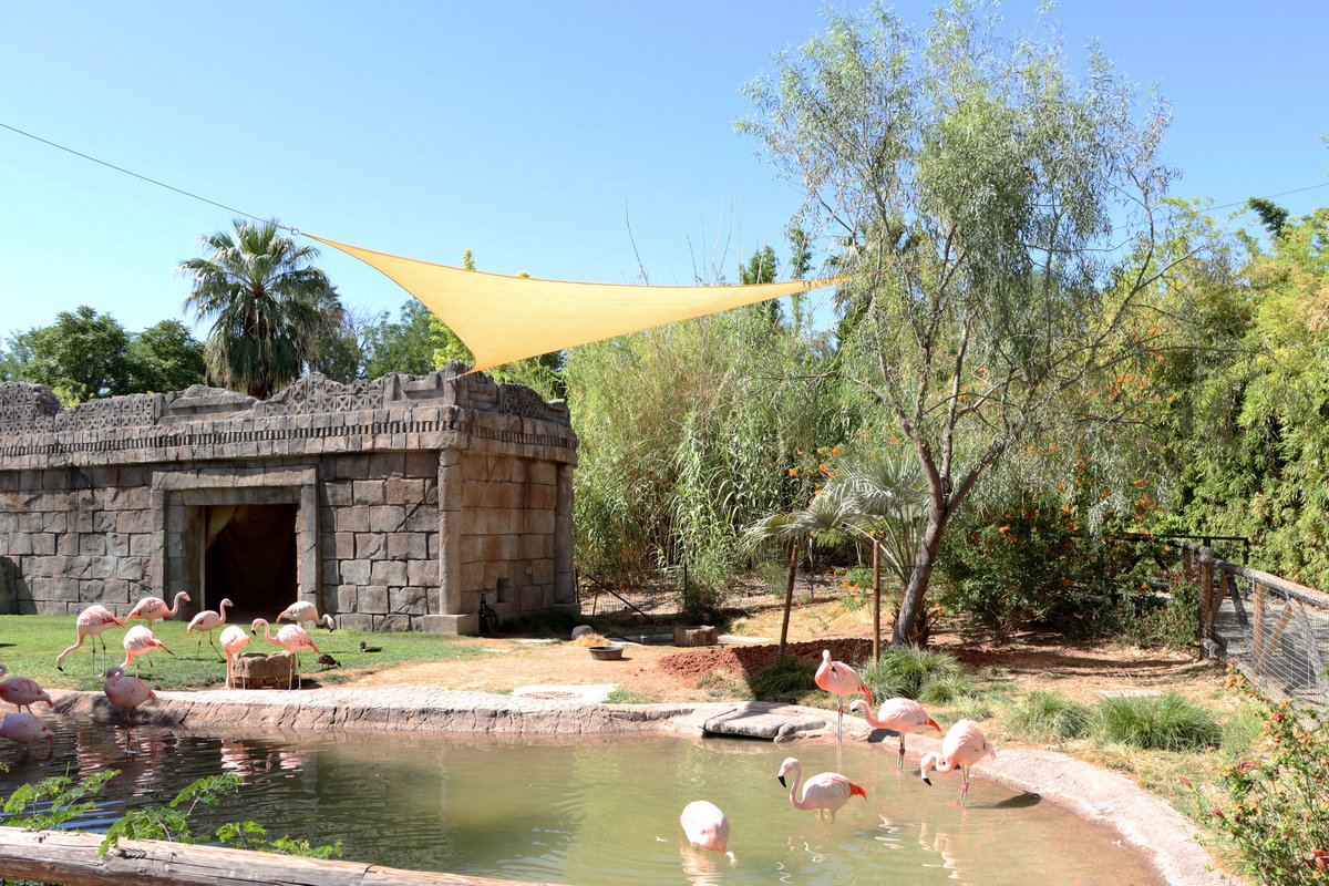 A new shade sail is set up above the Flamingo habitat! This new space will provide the flamingos a more secluded area for potential nesting. Improvements for animal habitats like this one are generously funded by the Zoo sales tax thanks to Tucson voters — we appreciate you!