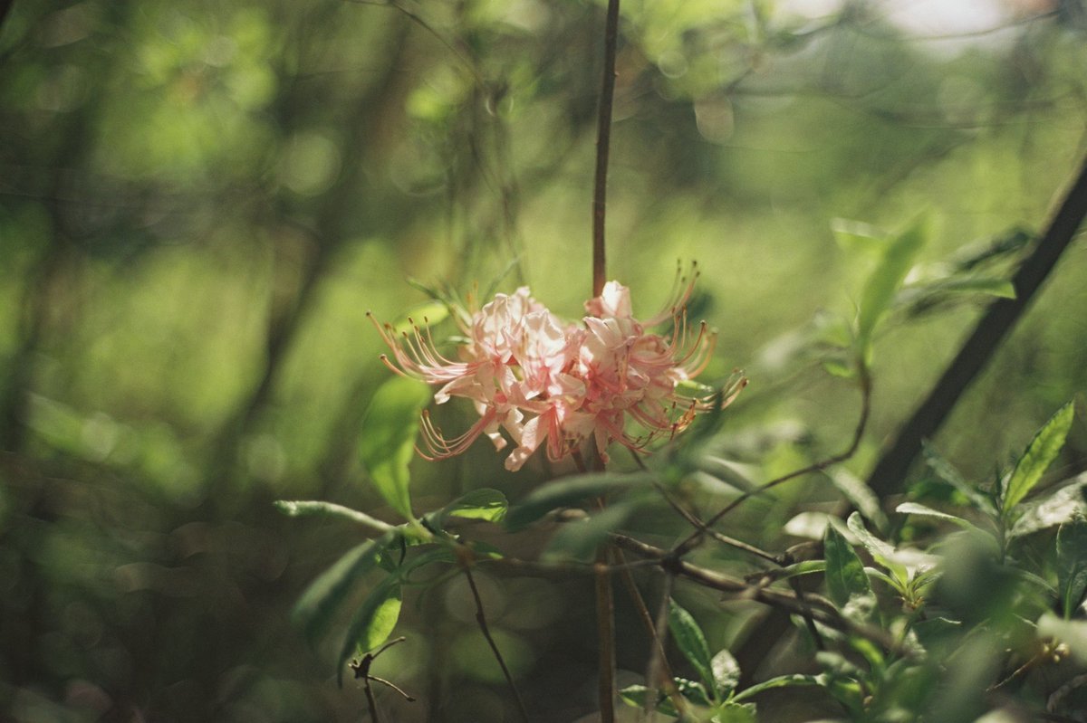 ʙᴇᴄᴋʏ ʙᴇx tweet media