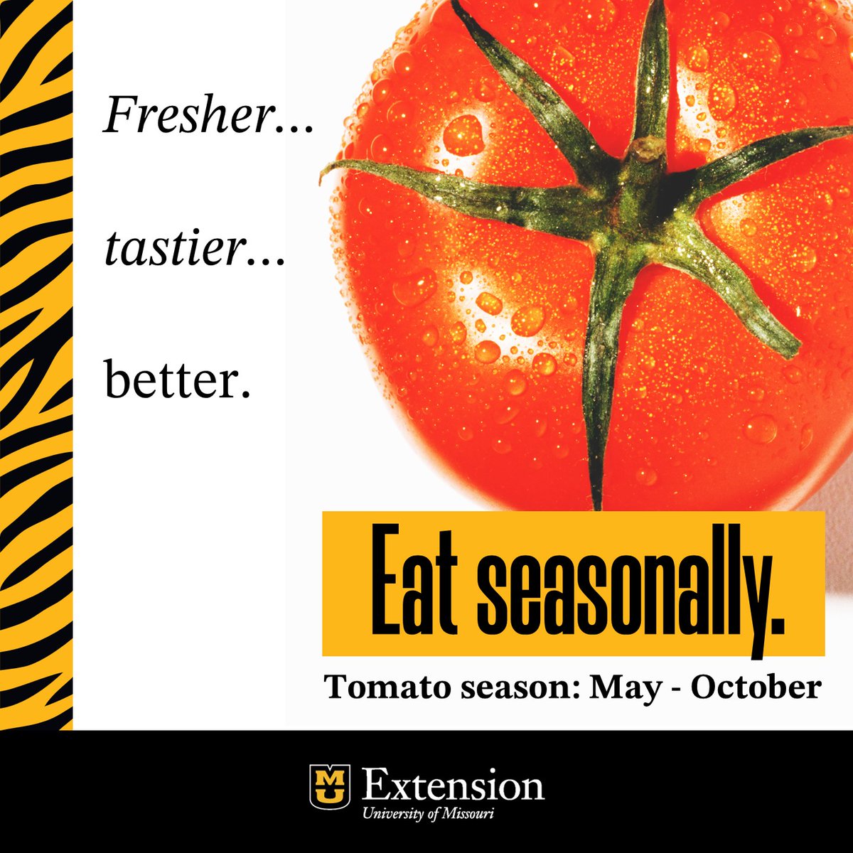 Whether you choose to call it a fruit or a vegetable, the tomato is a star of the summertime. Tomato season is May through October, so get them while they're hot! Learn how to get the most out of your tomatoes at extension.missouri.edu/publications/n…

#ExtendMU #EatSeasonally