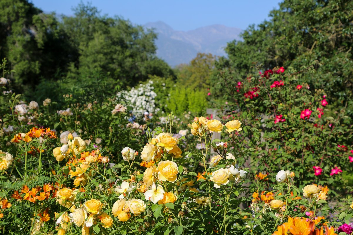 If you're in need of a botanical breather, enjoy these recent snapshots from the Rose Garden 🌹  

Want to see them in person? Descanso is open from 9am–7pm, and members can enter early at 8am.