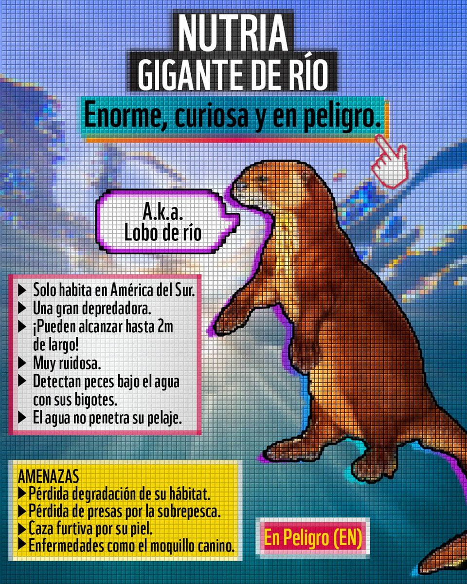 Ruidosa, curiosa y poderosa: la nutria gigante de río es clave para el equilibrio de los ecosistemas amazónicos.
Su presencia nos habla de ríos sanos. Hoy enfrentan peligros que van aumentando. Al protegerlos, cuidamos la biodiversidad y los ríos amazónicos. ¡Cada acción cuenta!