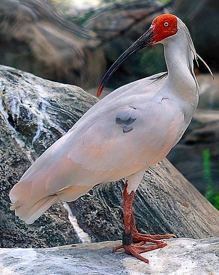 ああ…アムロ…トキが見える… 