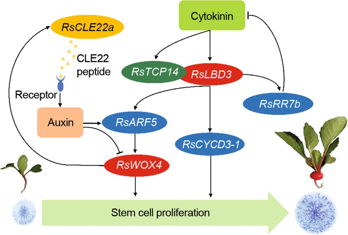 JIPBio's tweet image. Dong et al. explore the regulatory mechanisms underlying taproot #morphogenesis using the RsLBD3 gene and provide novel #allelic variations for the #genetic enhancement of #taproot #shape traits in #radish.
doi.org/10.1111/jipb.1… @wileyplantsci #PlantSci #JIPB #CropSci