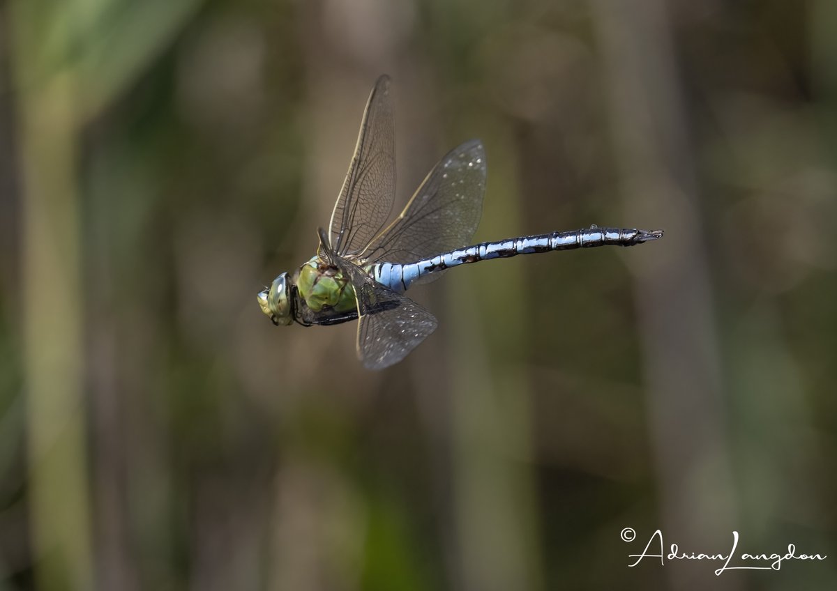 Adrian Langdon (@maxshearwater) on Twitter photo Male Emperor Dragonfly in flight at Bray's Cott pool on the Lizard. #wildcornwall <a href="/Kernowringer/">Peter Roseveare</a> <a href="/camelbirder/">Derek Julian</a> <a href="/CBWPS1/">Cornwall Birds</a> <a href="/camelbirder/">Derek Julian</a> <a href="/JasminaGoodair/">Jasmina Goodair</a> <a href="/stevesando1/">Steve Sanderson</a> <a href="/aparthenope/">Steve Jones</a> Male Emperor Dragonfly in flight at Bray's Cott pool on the Lizard. #wildcornwall <a href="/Kernowringer/">Peter Roseveare</a> <a href="/camelbirder/">Derek Julian</a> <a href="/CBWPS1/">Cornwall Birds</a> <a href="/camelbirder/">Derek Julian</a> <a href="/JasminaGoodair/">Jasmina Goodair</a> <a href="/stevesando1/">Steve Sanderson</a> <a href="/aparthenope/">Steve Jones</a>