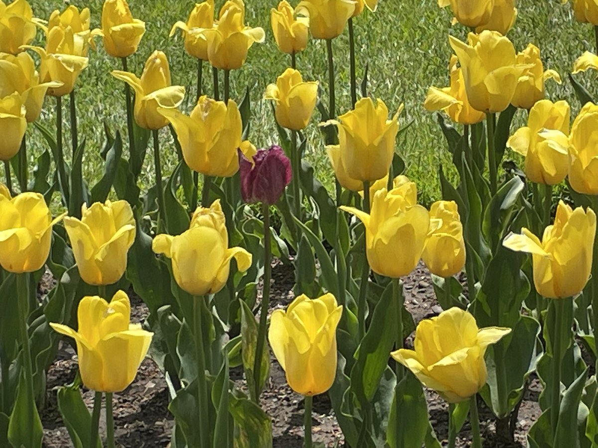 “If this tulip was a person, it’d be me—standing out, slightly confused, but owning it.”

😃😃