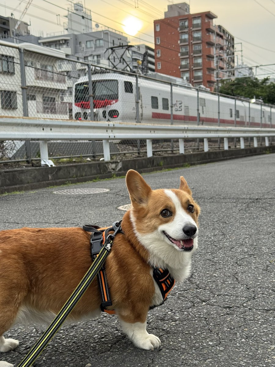 みたことない車両がきたんで慌てて写真撮りました🙂調べてみるとEast i-Eと呼ばれる検査をする車両らしいです🤔