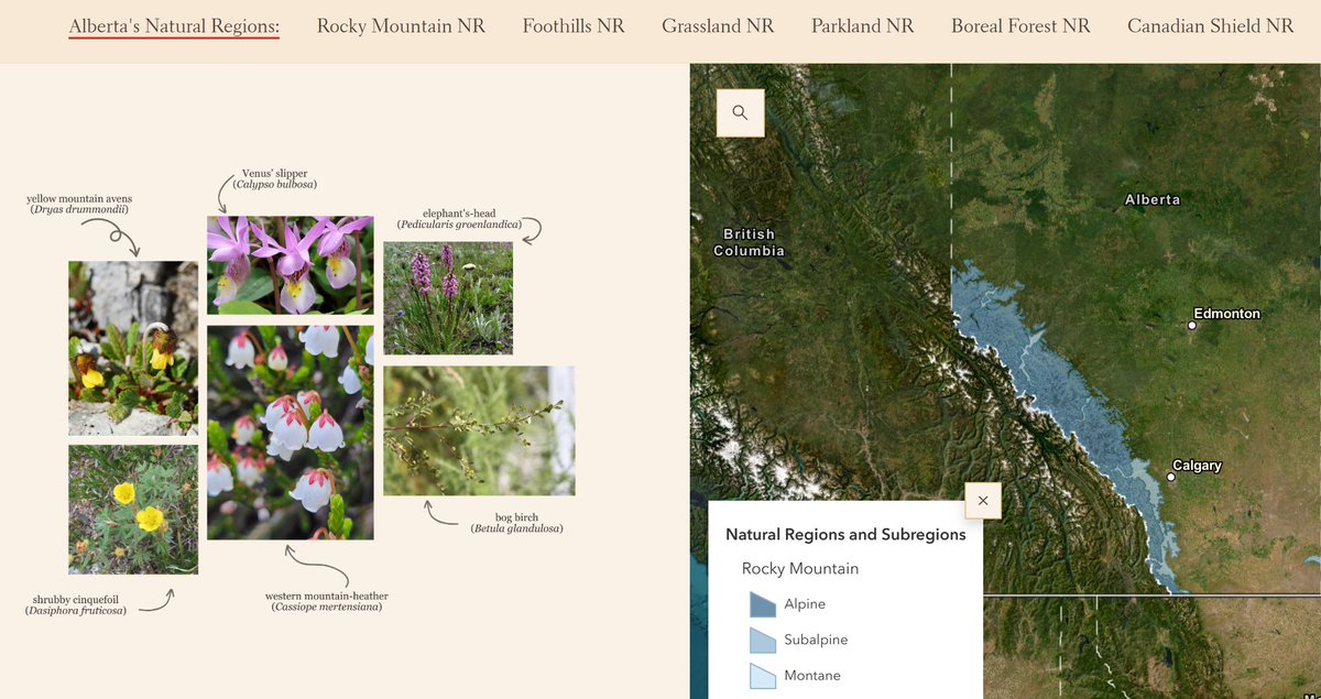 This new Storymap developed by UofA students for the ANPC takes you on a tour of Alberta’s Natural Regions and Subregions, highlighting their characteristic and rare plant species, as well as threats facing natural habitat conservation. Take the tour here storymaps.arcgis.com/stories/c98f24…