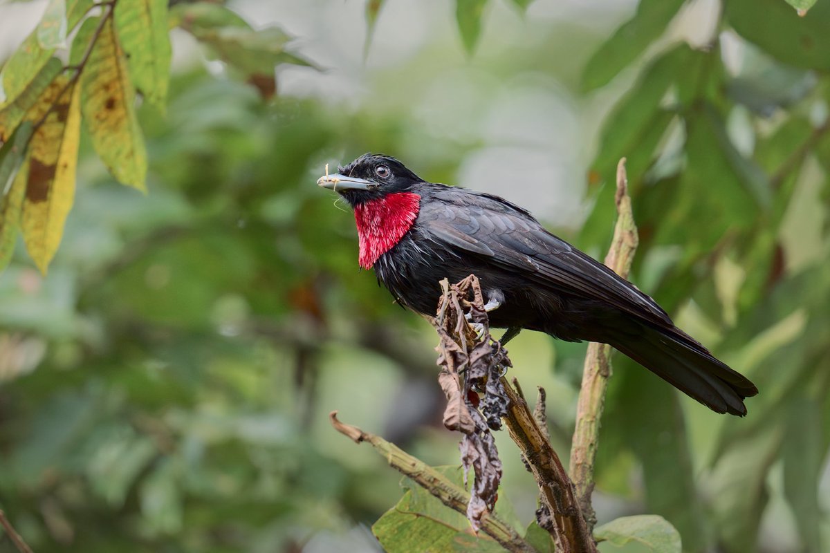 Pasaron años hasta que pude conocer el Pichón de Cuabá (Querula purpurata).
El primero en las fotos es un pichón joven ya volantón con sus crespos claros y luego el macho de la especie con su imponente elegancia. 
Tomada en Vista Hermosa 🌿