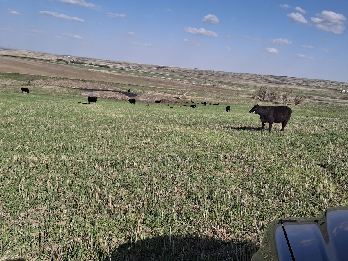 Fall rye question. We grazed this hard and now the herd has moved on. I'd like to spray it and let the rye come back. How the heck do you stage it after a hard graze? Just spray?