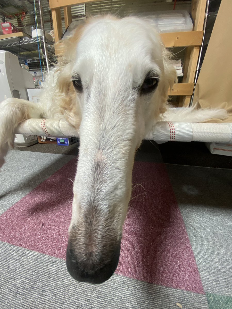 がんぼるぞい®︎ 💪🐶✨borzoi ボルゾイ tweet media
