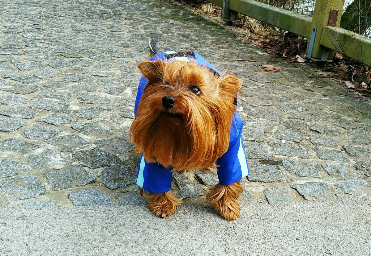 Nira #yorkshire #yorkshireterrier #yorkies #yorkielife #yorkielovers #yorkielover #yorkshire_terrier #dog #犬 #hund #chien #perro #cachorro #cane #citydog #yorkielove #yorkie #ヨーキー #york #йорк #yorkshire #собака #йоркширскийтерьер #terriers #doglovers #dogclothes #dogclothing