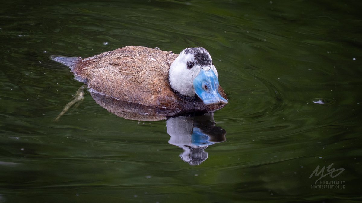 Michael Bailey Photography (@jollybeggars) on Twitter photo Visited <a href="/WWTWashington/">WWT Washington</a> today. Haven't been for years and years, and there's so much to see... Visited <a href="/WWTWashington/">WWT Washington</a> today. Haven't been for years and years, and there's so much to see...