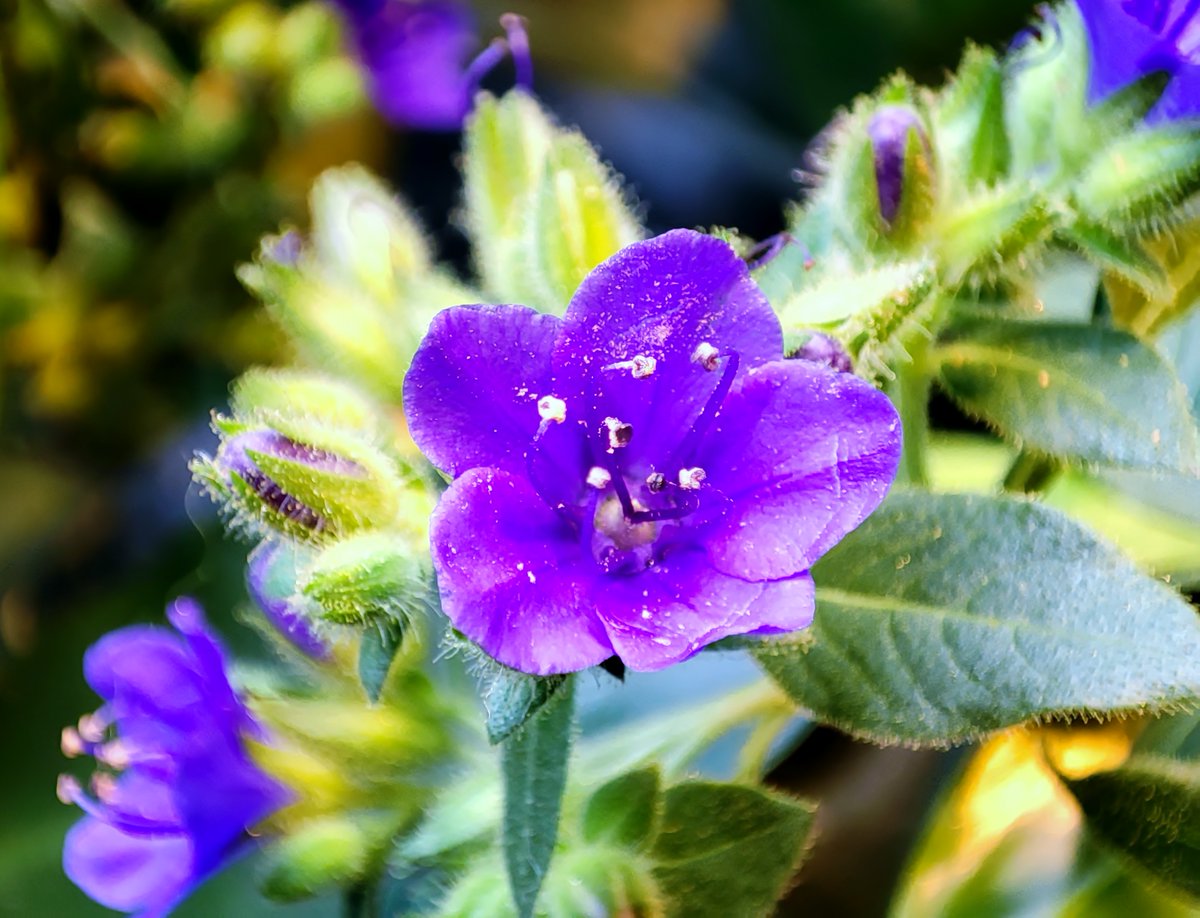 Flowers #rože #cvetje #flowers #цветы #flores #花 #꽃 #fiori #fleurs #blumen #bunga #botany #wild #landscapes #park #narava #nature #自然 #forest #travel #traveling #flowerphotography #garden #NaturePhotography #Slovenia