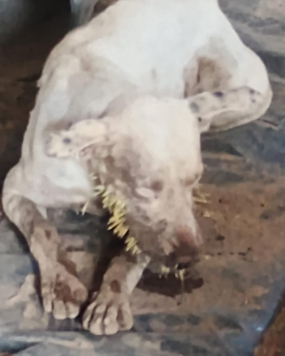 lyssitta's tweet photo. #reportan ‼️
#EMERGENCIACANINA 🆘 🆘 

Este perrito esta en Nuevo Cuscatlán esta en Proyecto Briko 🥺🥺
Necesita atención urgente  c
Contacto +503 7578 9060 https://t.co/2D0Dilgbqg