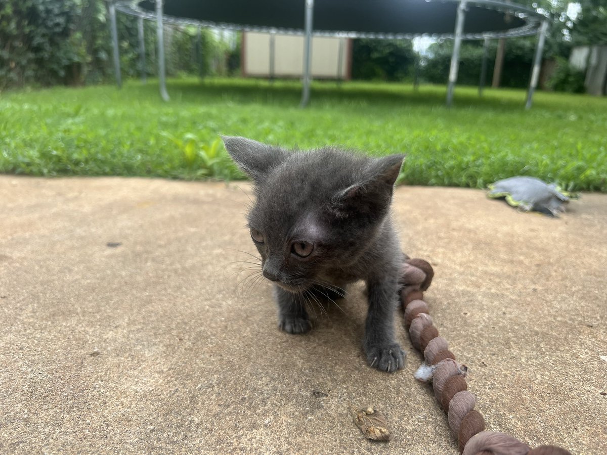 GotchaGamez's tweet photo. What if I told yall I’m about to go live on twitch 👀 yall joining? Link in bio! 

Photo: my cute kitty Hecate! https://t.co/XfVT7pcYWI
