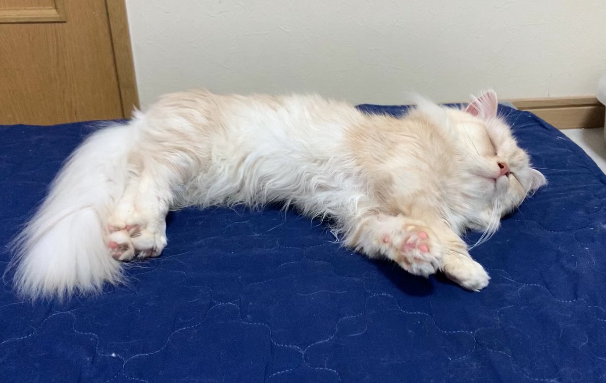 syakesobamaru's tweet photo. 気持ちよさそうに寝るしゃけちゃん
そこはママのベッドよ
#猫ちゃん https://t.co/Cd77fjaMC6