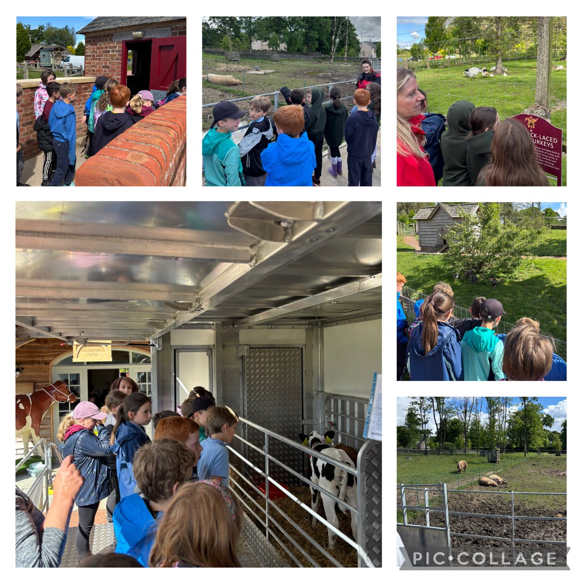 crosshill_ps's tweet image. Spring Festival of Farming! 
What a fantastic trip to Valentin’s Farm at Dumfries house. The King’s Foundation and RHET joined forces to teach us all about food and farming. We had a great day. 
#CrosshillClass2 #RHET
#KingsFoundation