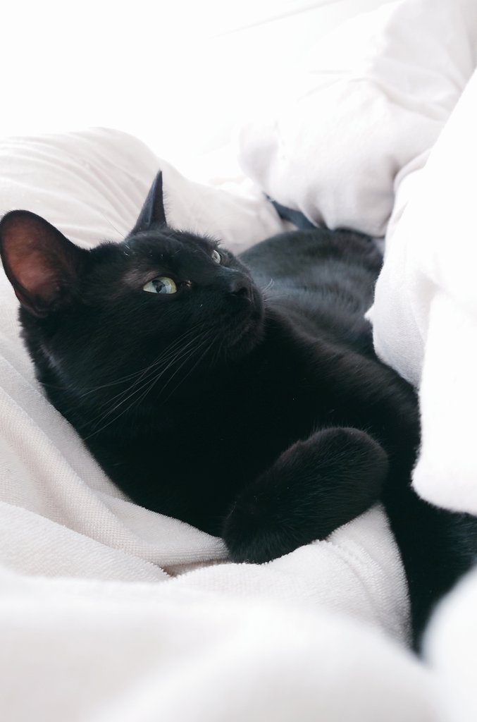 Xに登録した日を覚えていますか？ #MyXAnniversary 

昨日で猫が来て丸3年経ちました🐈‍⬛
最近はよく添い寝をしてくれます☺️💕朝の添い寝は人間を起こすためだけど…笑