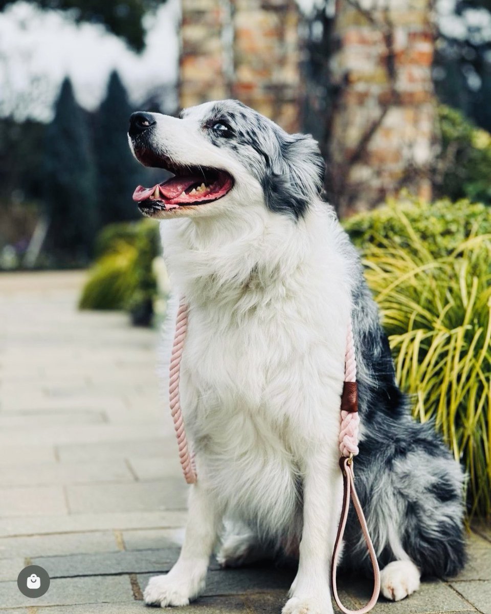 PoisePup's tweet photo. ✨ When you can’t resist that smile in your @poisepup walkies 💗🐾 ✨

Spoil your pups 🛍👉 https://t.co/OdEc1U99SW

⭐️ Stylish. Luxurious. Beautiful.
⭐️ FREE worldwide shipping available!
⭐️ Wholesale Available

#poisepup #dogsofx https://t.co/ufWA0tsdwK