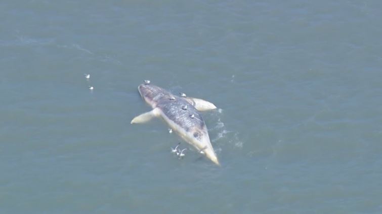 Janelle Wang (@janellewang) on Twitter photo 5 dead whales in the Bay Area this past week.
nbcbayarea.com/news/local/dea…
<a href="/nbcbayarea/">NBC Bay Area</a> 5 dead whales in the Bay Area this past week.
nbcbayarea.com/news/local/dea…
<a href="/nbcbayarea/">NBC Bay Area</a>