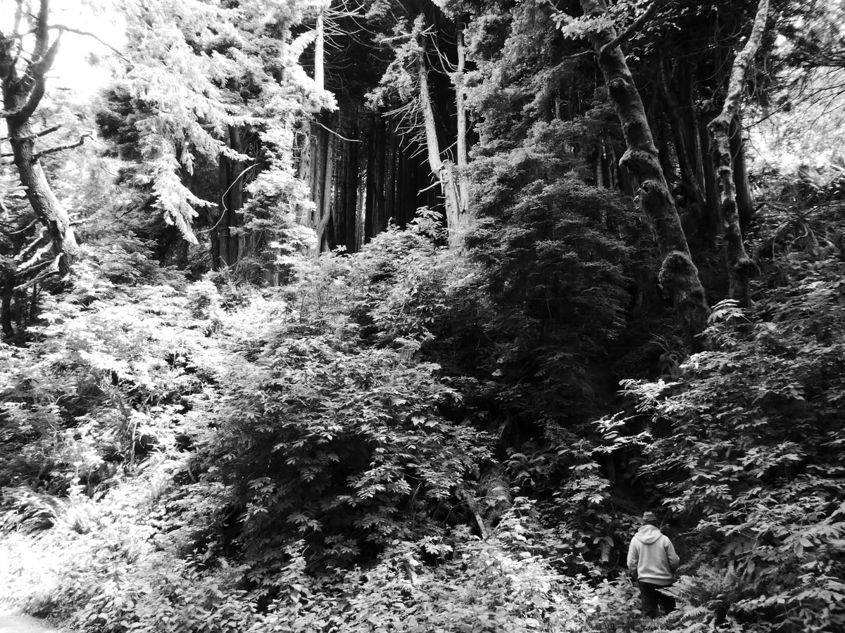 Another one from my 📸 collection - The primeval forest at the Lost Coast, Northern California 🌲

#photography #bw #bwphotography #photosbyross #lostcoast #northerncalifornia #california