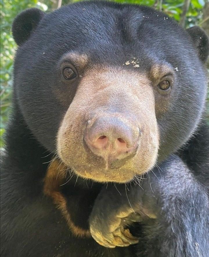 🐻 Bear 🌼 (@bearposting) on Twitter photo 