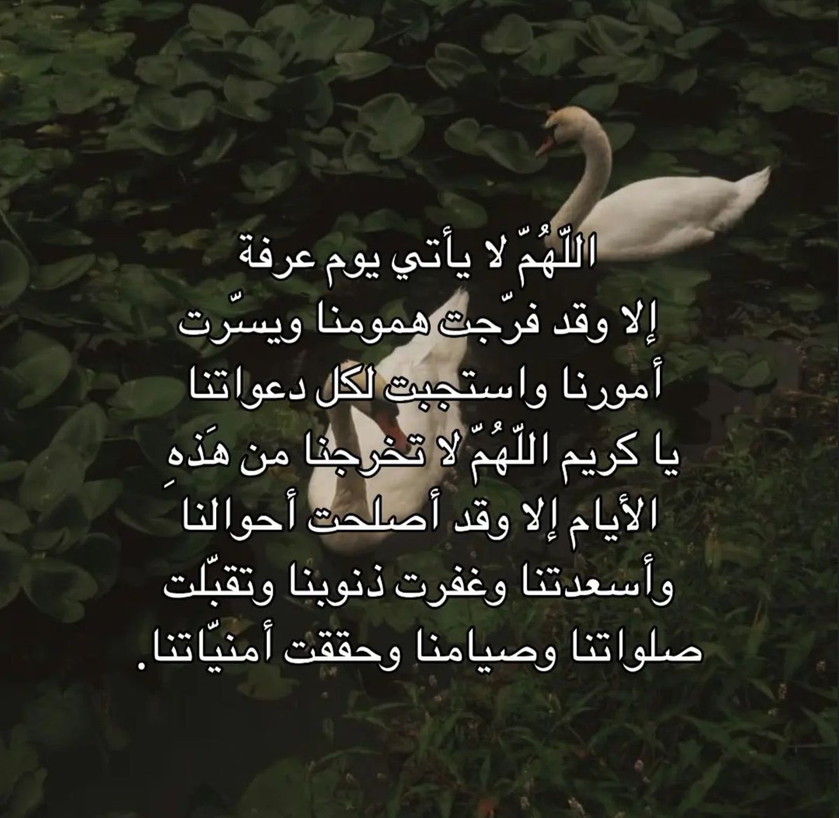 أجر (@t4visual) on Twitter photo 