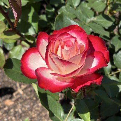 #新しいプロフィール画像