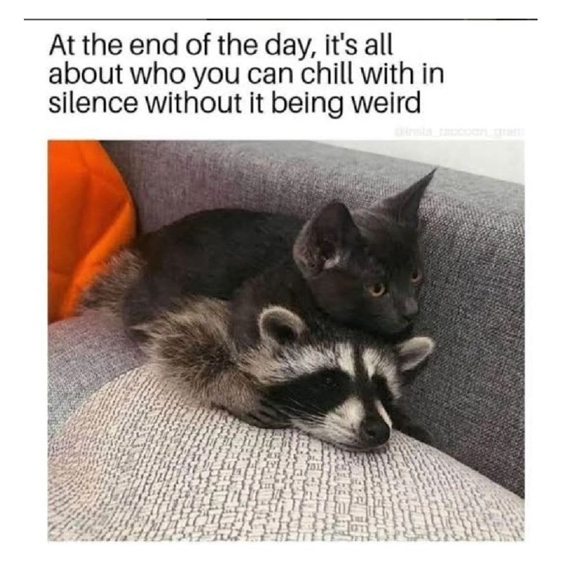 johnnyknowhow09's tweet photo. yooooo, took me some time notice !

#cats https://t.co/hLKTX9kPHE