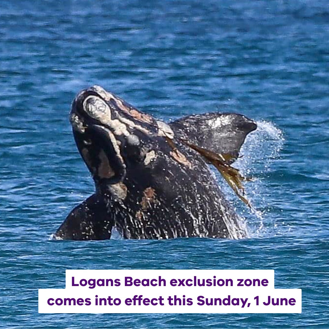 An exclusion zone to protect Southern Right Whales at Warrnambool’s Logans Beach comes into effect on Sunday to prevent powered vessels from entering the area.
Logans Beach is the only location in south-east Australia where females regularly return to birth and nurse their young!