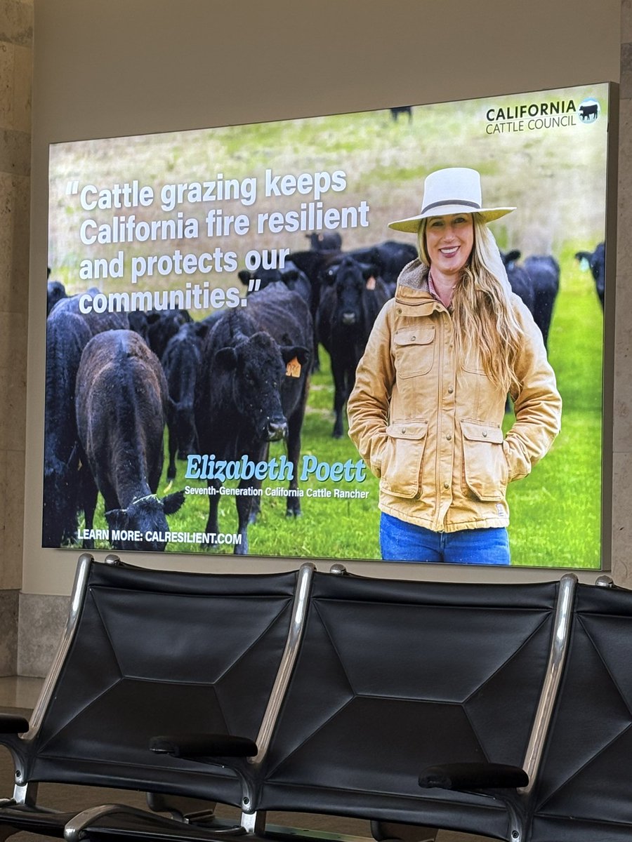 That’s right 🐄! Right across my gate at SNA airport 👏