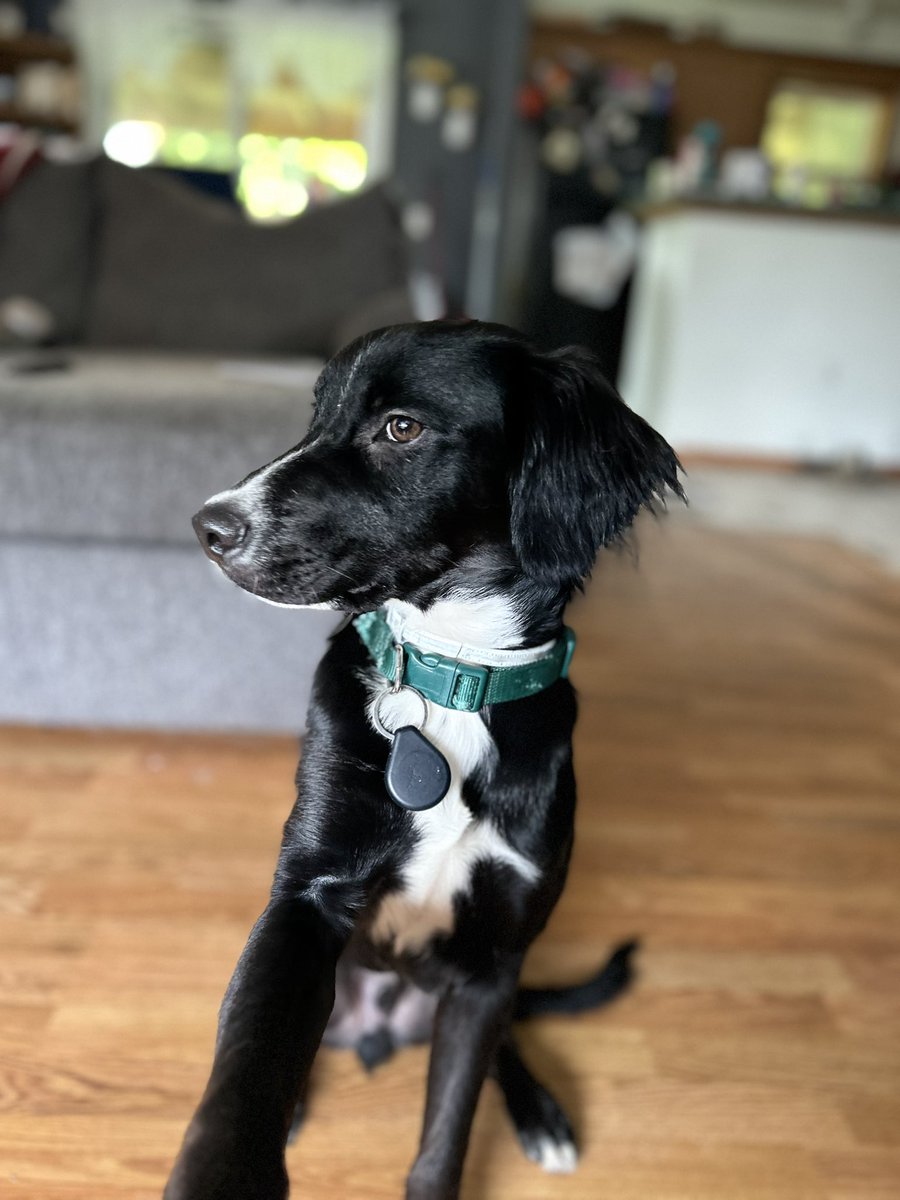 HitchGO Trailer Services tweet media