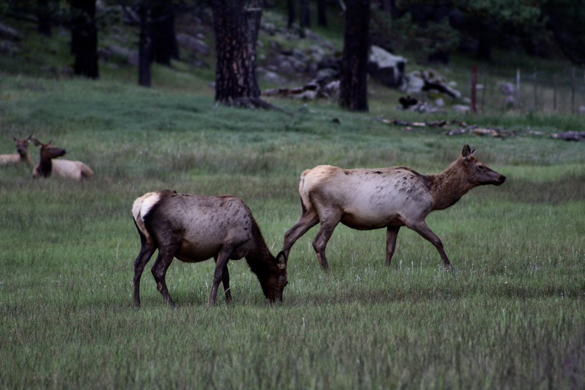 Vibra con la naturaleza de el Parque Natural El Tecuán. 🏞️

A 40 minutos de la capital del estado, en la Sierra Madre Occidental, encuentra un increíble espacio ecoturístico para observar una diversidad de especies venados elk, coyotes, lobos, zorros y aves. Haz senderismo,