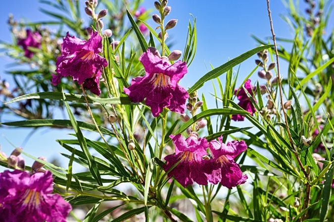 Hot days, BOLD blooms!
This week’s newsletter has 20 heat-tolerant #plants, a vibrant backyard tour, plant of the week, and gentle ways to kick aphids out.

Sign up by to get it all in your inbox tomorrow morning bit.ly/GDnwsltr