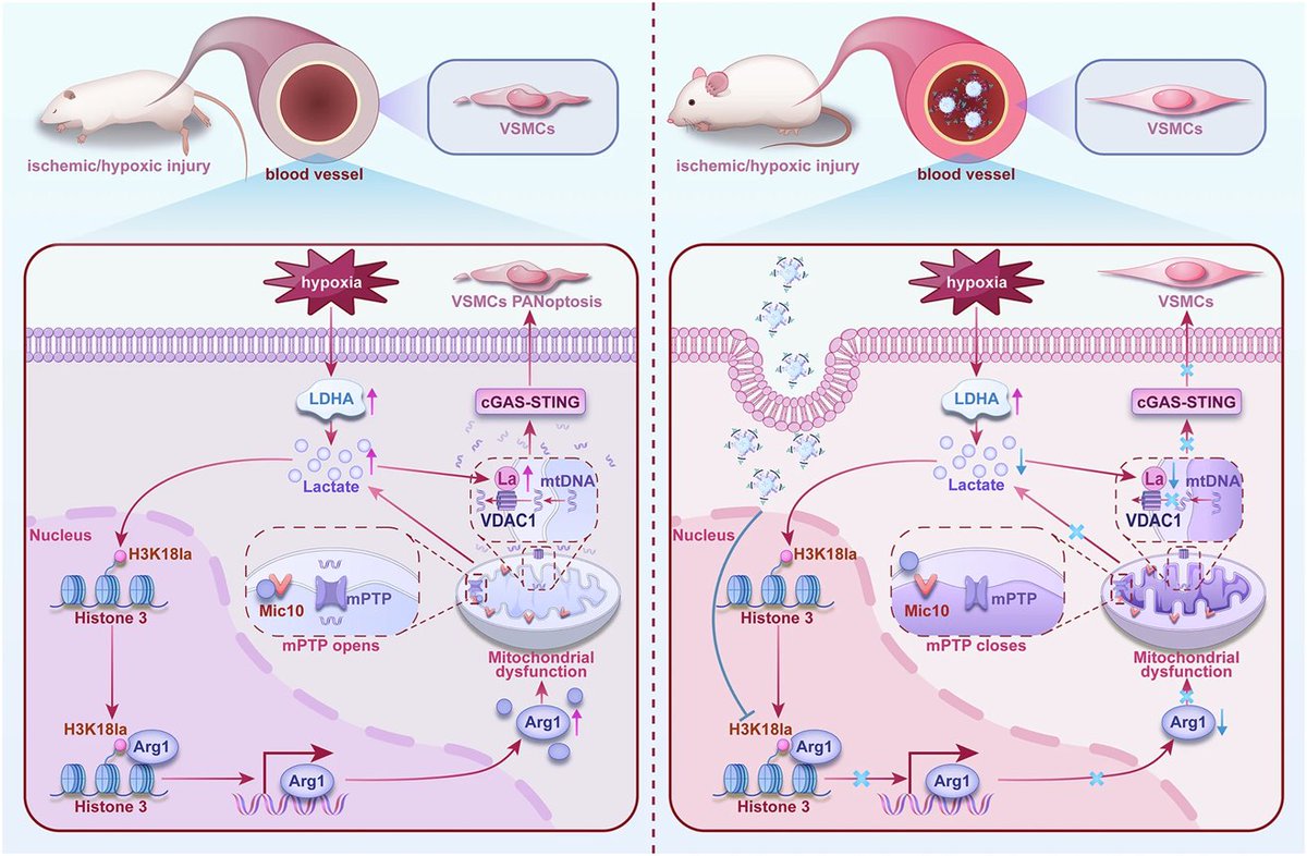 Researchers indicate that ischemic/hypoxic injury can induce marked vascular dysfunction, disorganization of mitochondrial cristae, mitochondrial dysfunction and release of mtDNA. 🧬

<a href="/sigtrans_sttt/">Signal Transduction and Targeted Therapy(STTT)</a> | go.nature.com/3Hben2Z