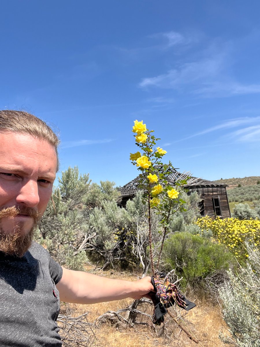 This long abandoned homestead north of Shaniko, Oregon is pouring lovely yellow roses out from beside its front door, where someone surely planted one *many* years ago. The perfume was lovely, and the sight unforgettable and poignant.

Took a cutting to plant by our front door.