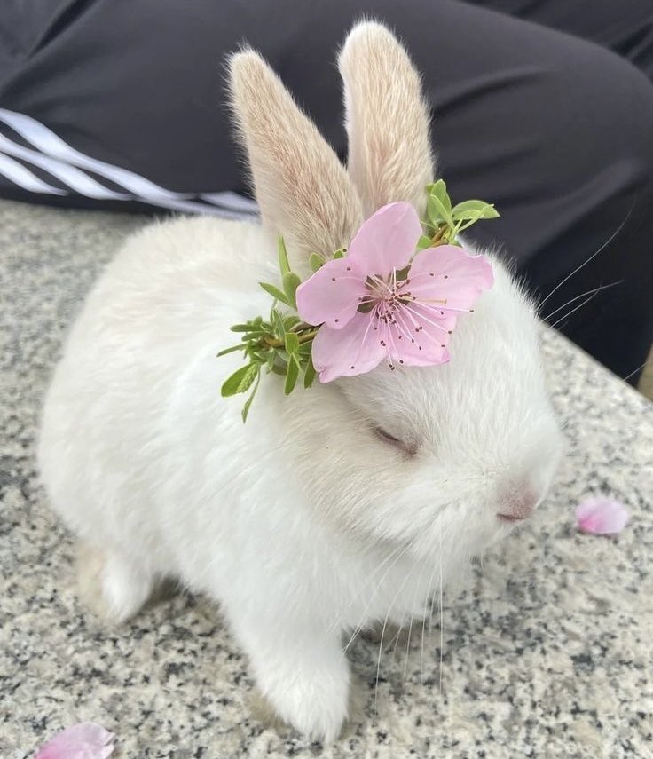Bunnies's tweet photo. https://t.co/2grhC3OUi3