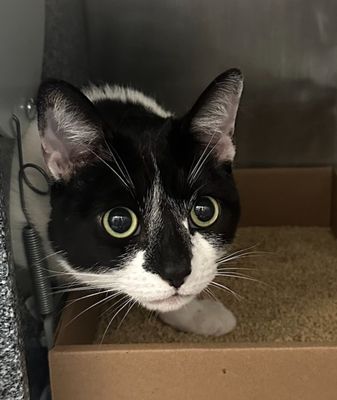 Owner came to QACC for her scheduled surrender. Client stated that even though Loki was raised with the other two cats in the home, she still chases and swats the other cats. Click for full story.
facebook.com/photo/?fbid=11…