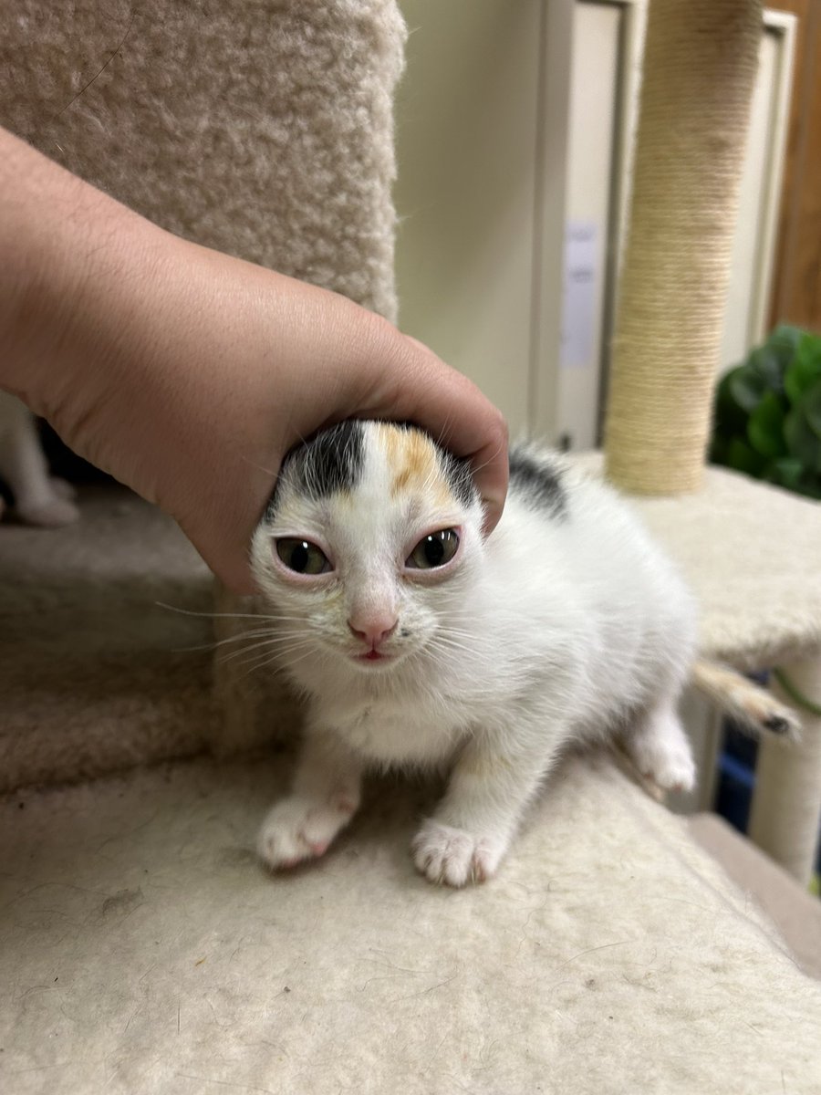 I know you guys will appreciate my friend’s future kitten because she’s a freak