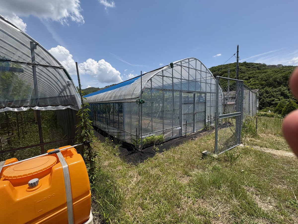 OhashiOUS's tweet image. 大学にあるワインブドウ圃場のビニルハウス内のWBGTを測定開始しました！
農作業中の熱中症リスクをしらべます。