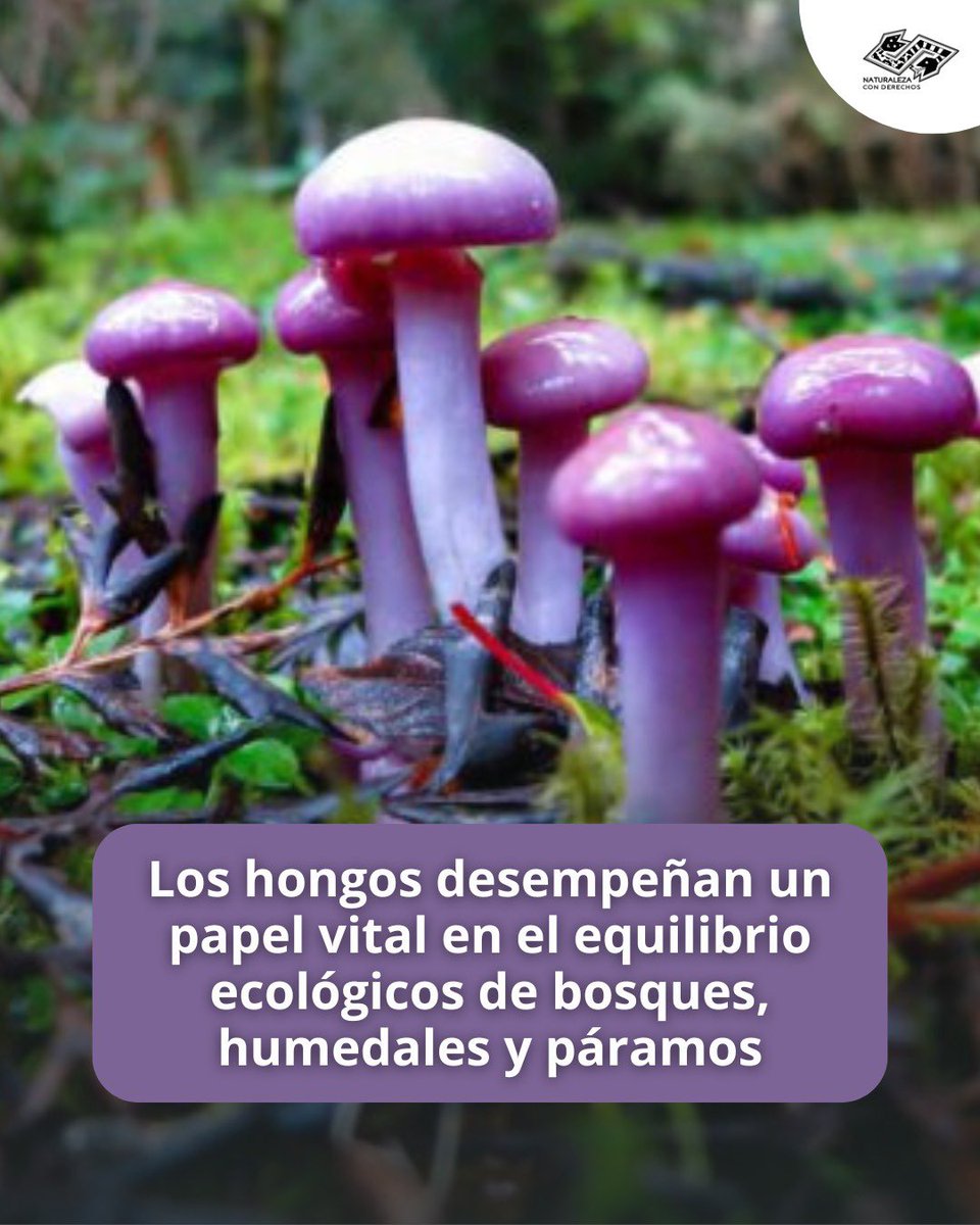 Un 90% de las plantas actuales continúan absorbiendo nutrientes con la ayuda de hongos mutualistas 🍄

Lee más ⬇️
naturalezaconderechos.org/2025/04/22/ocu…
