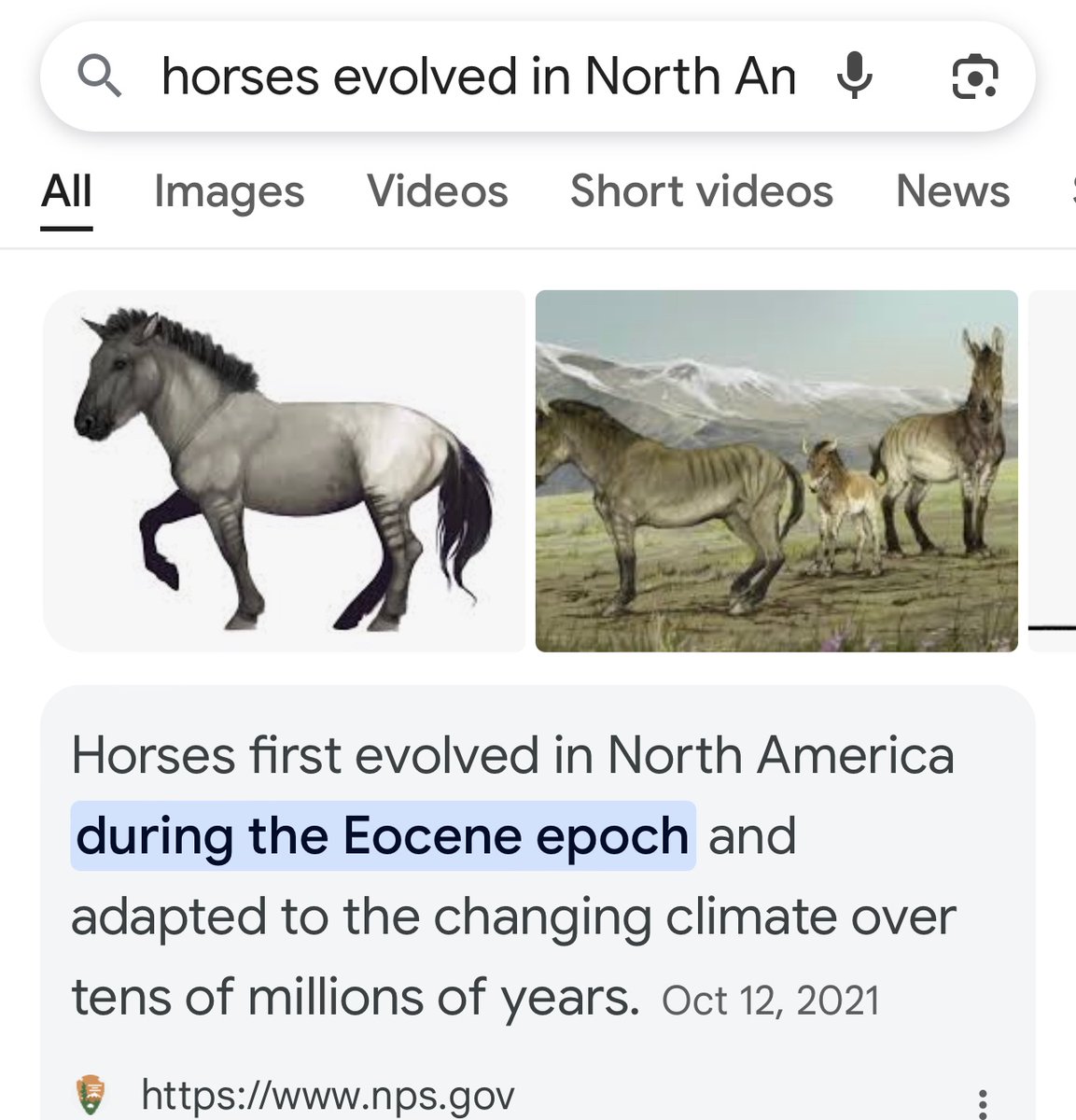 <a href="/tavatoo/">Carla</a> They were RE-INTRODUCED by Spaniards. Horses evolved originally in North America but went extinct for unknown reasons about 9k years ago.

Carla if you knew how many times I’ve had to explain this🥴