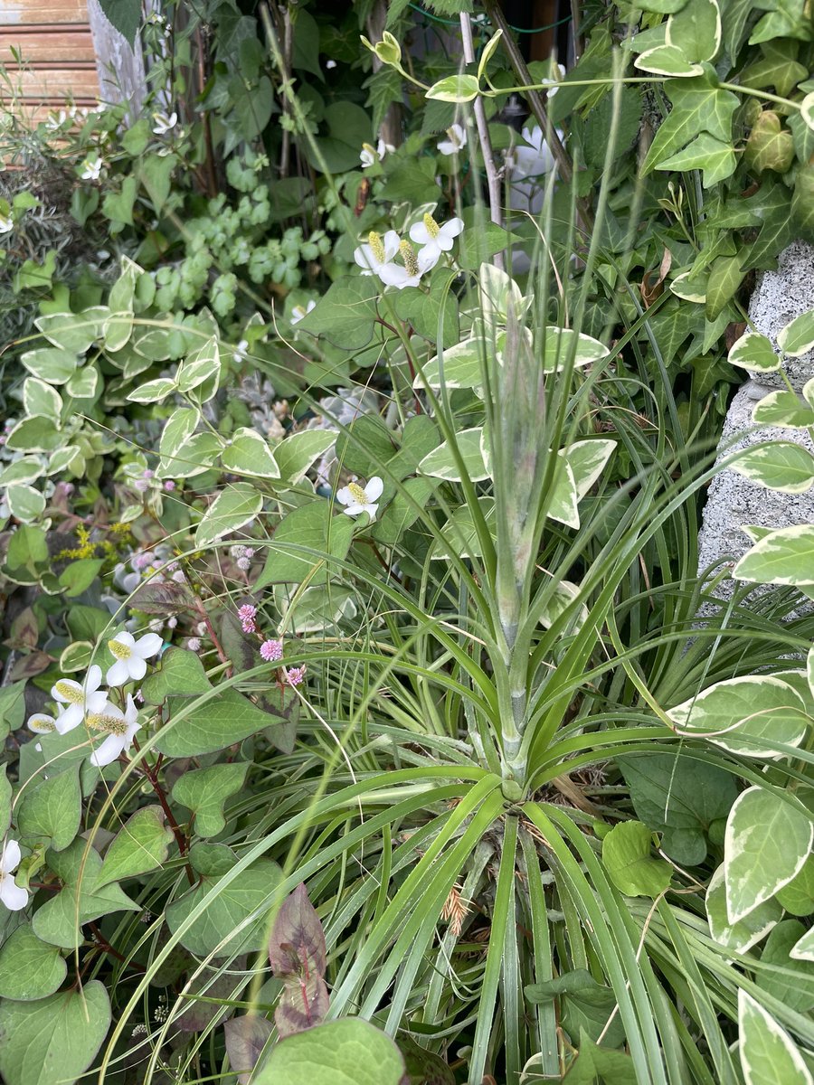 Puya mirabilis
プヤ・ミラビリス
(実生)の花が咲くもよう。。