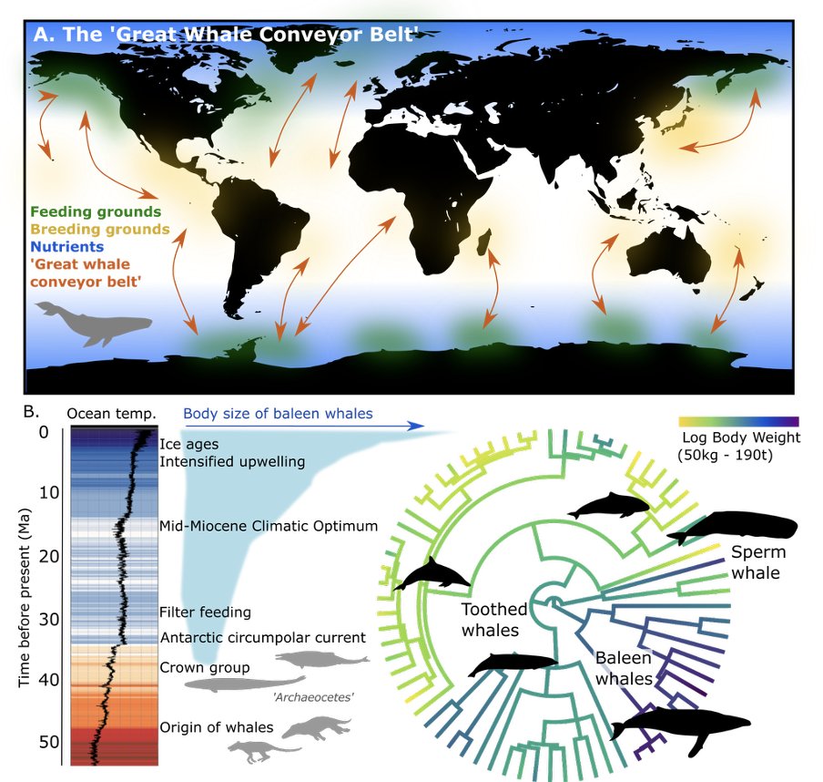 Saupe Lab Oxford (@erinsaupe) on Twitter photo 🚨🚨🚨!Post doc opportunity! 🚨🚨🚨
35 month post doc on niche modelling of migratory whales in my lab with <a href="/Kjonesthebones/">Katrina Jones</a>. Job advert below:
my.corehr.com/pls/uoxrecruit…
Please get in touch with questions! 🚨🚨🚨!Post doc opportunity! 🚨🚨🚨
35 month post doc on niche modelling of migratory whales in my lab with <a href="/Kjonesthebones/">Katrina Jones</a>. Job advert below:
my.corehr.com/pls/uoxrecruit…
Please get in touch with questions!