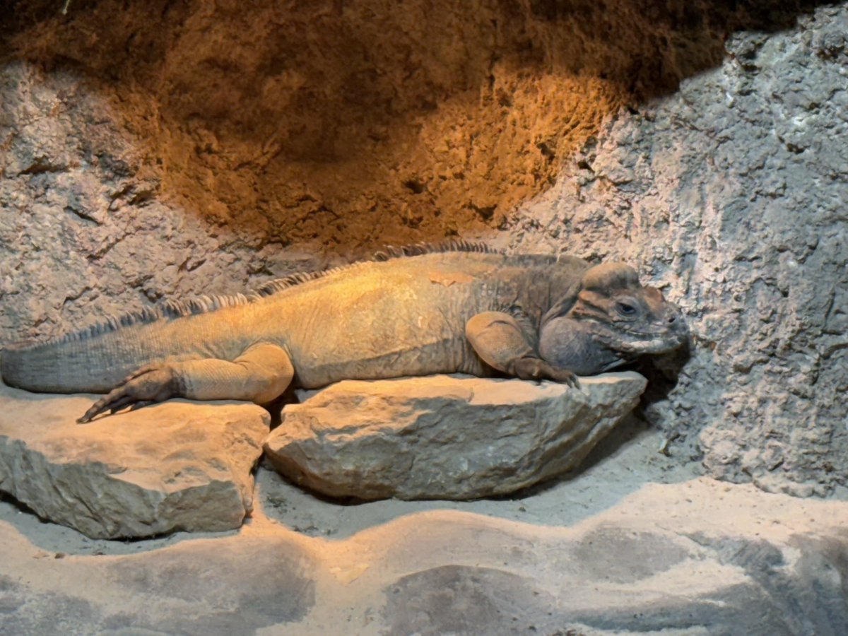 Went to the zoo today with the kiddo to finally meet the one and only <a href="/Pixolpepes/">PixolPepe 🐸🔪</a> (sorry to dox you)