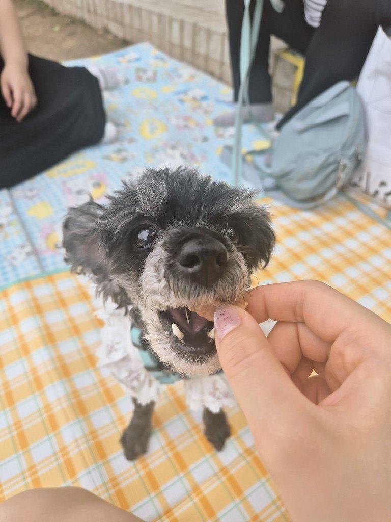 최근 공원가서 피크닉하고 왔음
밤비가 진짜 안 웃는 편인데, 피크닉만 오면 계속 웃음