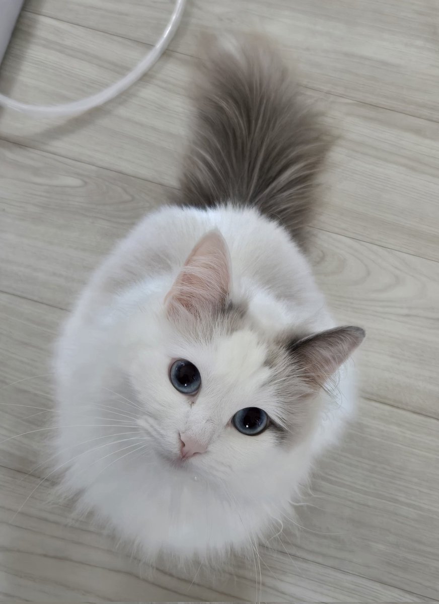 ぅぅぅぅーにゃーん遊んでよ