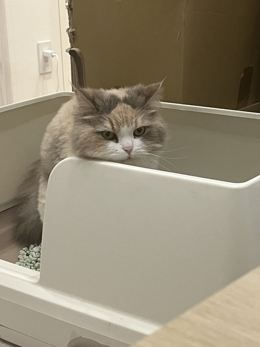 1125_shi's tweet photo. #猫のうんこ顔選手権 https://t.co/yuvneHCjyj